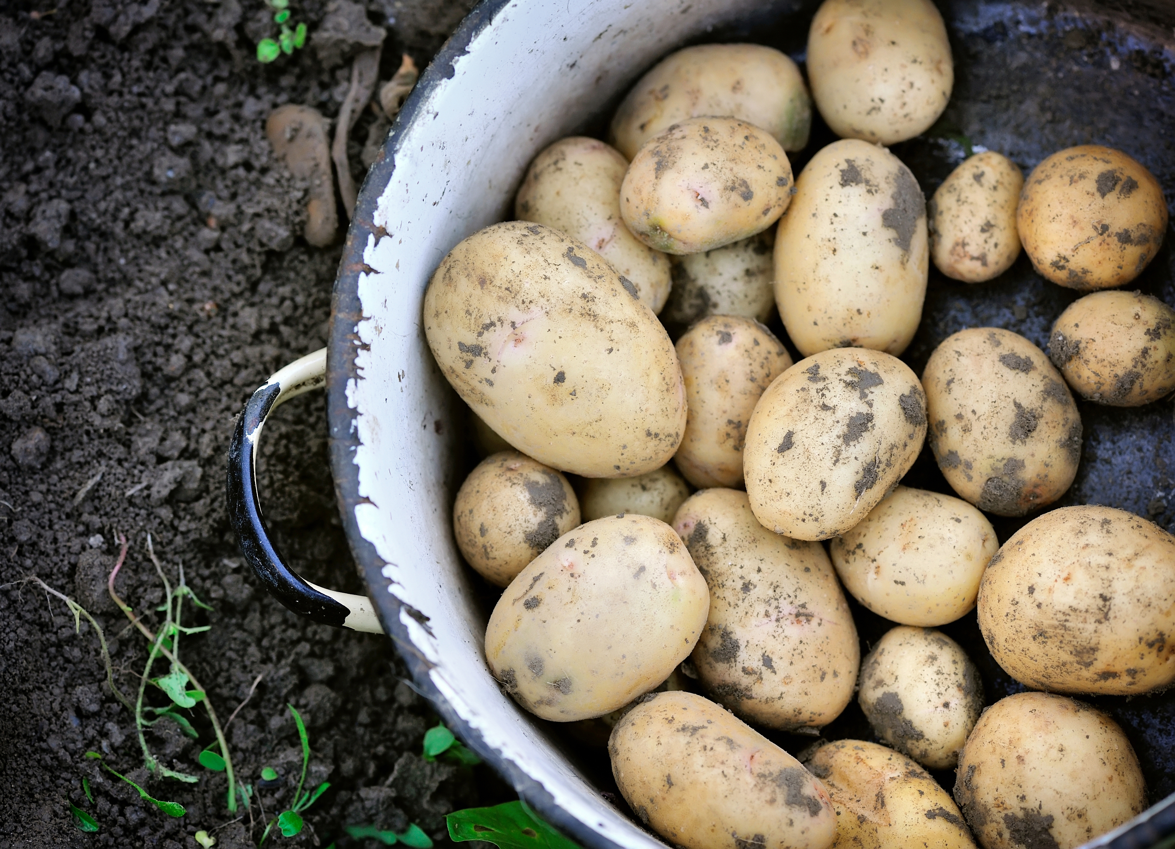 National Potato Day – Grow Your Own